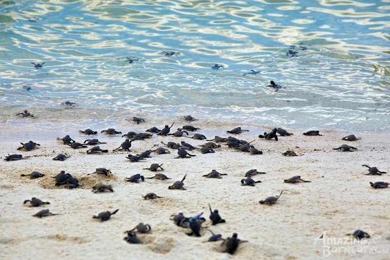 turtle hatchlings (2).jpg